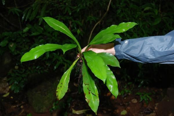 Asplenium antrophyoides